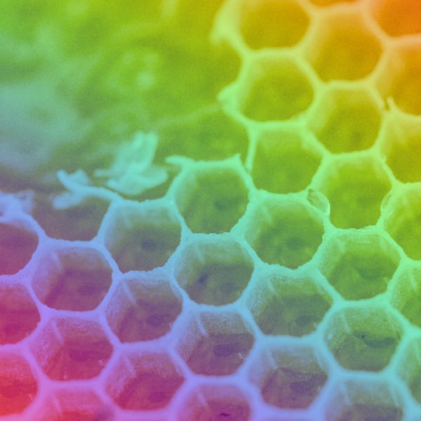 mad honey, hallucinogenic honey